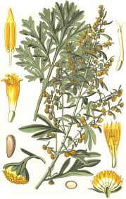 Image result for Artemisia absinthium
