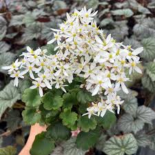 Attēlu rezultāti vaicājumam “Saxifraga cymbalaria flower”