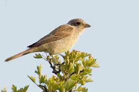 Attēlu rezultāti vaicājumam “Lanius collurio juvenile”