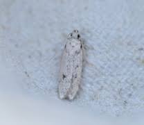 Attēlu rezultāti vaicājumam “Gelechia rhombella”