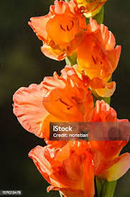 Attēlu rezultāti vaicājumam “Gladiolus imbricatus”