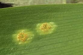 Attēlu rezultāti vaicājumam “Puccinia sessilis”