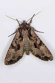 Attēlu rezultāti vaicājumam “Apamea remissa”