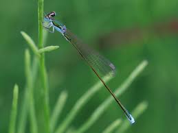 Attēlu rezultāti vaicājumam “Nehalennia speciosa”