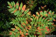 Attēlu rezultāti vaicājumam “Gymnosporangium cornutum”