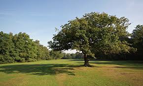 Image result for Wimbledon Common Golf Club