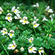 Attēlu rezultāti vaicājumam “Euphrasia”