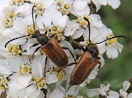 Attēlu rezultāti vaicājumam “Pseudovadonia livida”