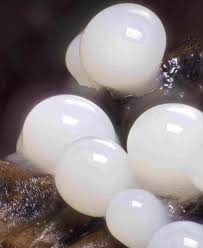 Attēlu rezultāti vaicājumam “Arcyria cinerea stalked”