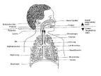 the the <b>respiratory tract</b>
