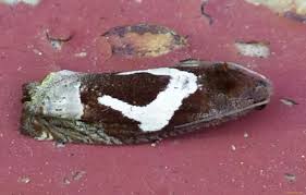 Attēlu rezultāti vaicājumam “Epiblema foenella”