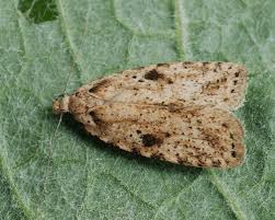 Attēlu rezultāti vaicājumam “Agonopterix hypericella”