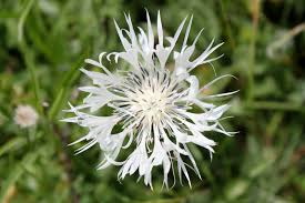 Image result for Flockenblume