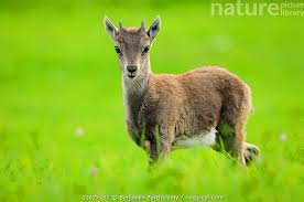 Attēlu rezultāti vaicājumam “Capra juvenile”