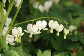 Image result for tränendes Herz