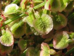 Attēlu rezultāti vaicājumam “Rumex thyrsiflorus”