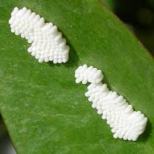 Attēlu rezultāti vaicājumam “Helophilus pendulus”