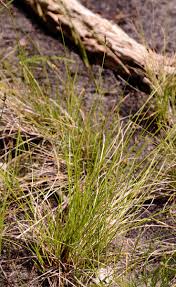 Attēlu rezultāti vaicājumam “Carex dioica”