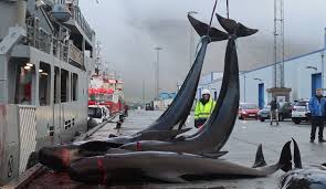 Image result for massacre golfinhos dinamarca