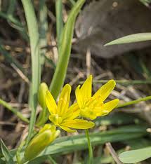 Attēlu rezultāti vaicājumam “Gagea lutea bud”