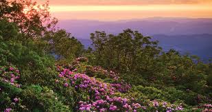 Attēlu rezultāti vaicājumam “rhododendron”