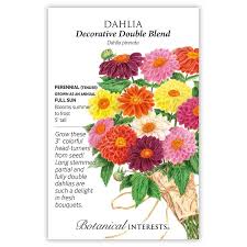 Image result for Dahlia x pinnata `Decorative Giants`