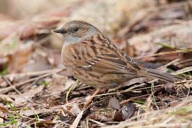 Attēlu rezultāti vaicājumam “Prunella modularis adult”