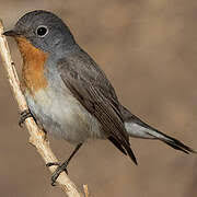 Attēlu rezultāti vaicājumam “Muscicapidae”