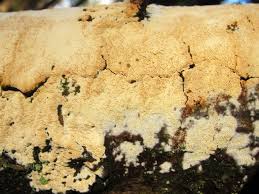 Attēlu rezultāti vaicājumam “Schizopora paradoxa”