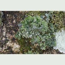 Attēlu rezultāti vaicājumam “Physconia distorta”