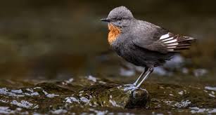 Attēlu rezultāti vaicājumam “Cinclus cinclus”