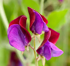 Image result for Lathyrus odoratus