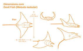 Image result for Hypanus sabinus