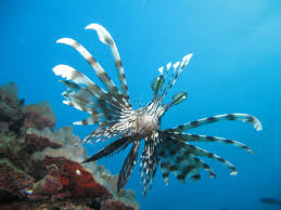 Image result for Pterois miles