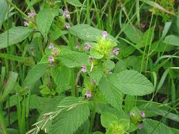 Image result for Galeopsis segetum