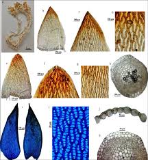 Attēlu rezultāti vaicājumam “Sphagnum fallax”