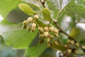 Attēlu rezultāti vaicājumam “Tilia tomentosa fruit”