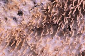 Attēlu rezultāti vaicājumam “Hydnocristella himantia”