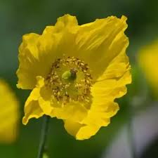Image result for Scheinmohn