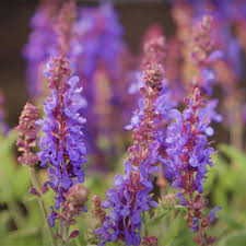Attēlu rezultāti vaicājumam “Salvia nemorosa flower”