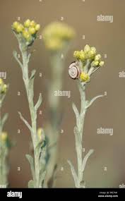 Attēlu rezultāti vaicājumam “Helichrysum arenarium bud”