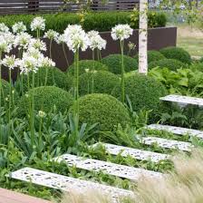 Attēlu rezultāti vaicājumam “Blechnum spicant”