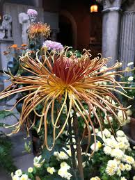 Image result for Chrysanthemum spectabile