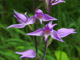 Attēlu rezultāti vaicājumam “Cephalanthera rubra”