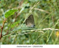 Attēlu rezultāti vaicājumam “Maculinea alcon eggs”