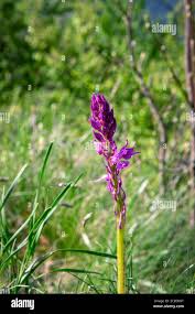 Attēlu rezultāti vaicājumam “Dactylorhiza russowii”