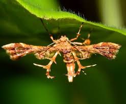 Attēlu rezultāti vaicājumam “Pterophoridae”