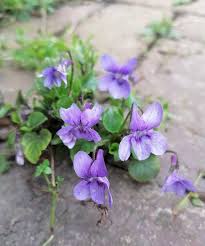 Attēlu rezultāti vaicājumam “Viola reichenbachiana”