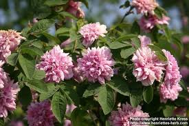 Attēlu rezultāti vaicājumam “Rosa majalis”