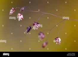 Attēlu rezultāti vaicājumam “Briza media bud”